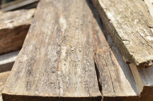 istock Beautiful texture of old tree stump 1259907529