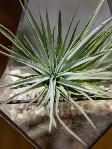 istock Cactus and succulent plants in pot. Potted cactus house plants. 1259919047