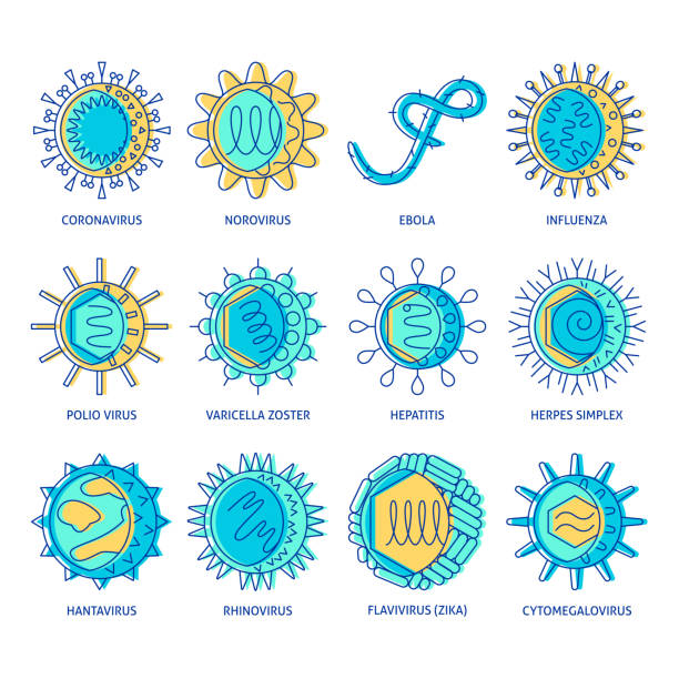 illustrazioni stock, clip art, cartoni animati e icone di tendenza di icona dei tipi di virus umani impostata in stile linea colorata - citomegalovirus
