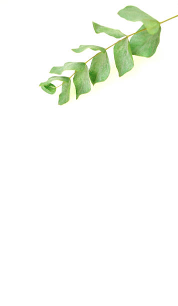 istock Natural eucalyptus leaves and branches isolated on a white background. Flat lay, top view. 1259924633