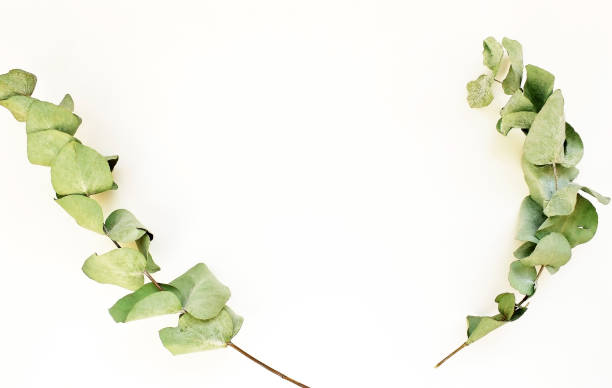istock Natural eucalyptus leaves and branches isolated on a white background. Flat lay, top view. 1259924637