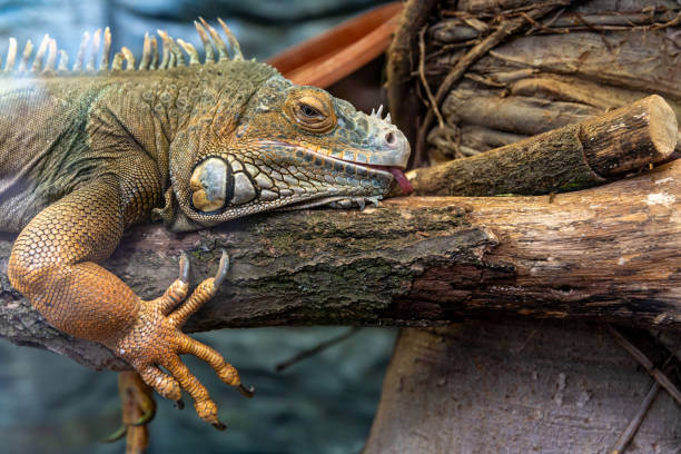 istock large monitor lizard resting on a tree branch 1259924735