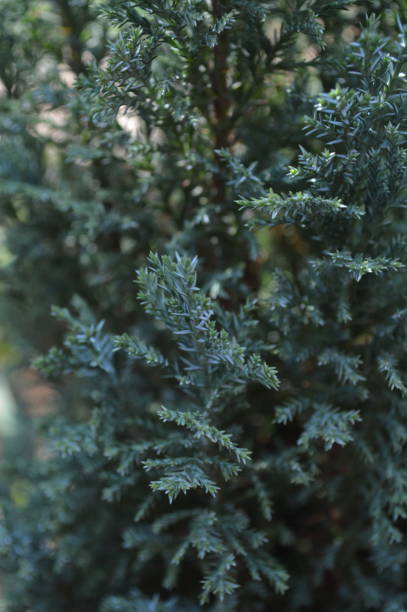 istock Chamaecyparis lawsoniana Ellwoodii evergreen medium sized tree close up branches 1259924839