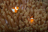Clownfish anemonefish in tropical saltwater coral garden Amphiprion percula, Nemo