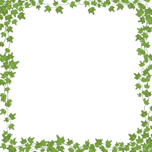 Vector illustration of Ivy vines with green leaves. Floral vector rectangular frame isolated on white background