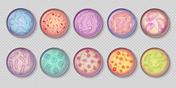 illustrations, cliparts, dessins animés et icônes de bactériologie gram culture de bactéries négatives et mousse de pénicilline dans la verrerie de vaisselle de petri, vue supérieure. ensemble vectoriel - petri dish medical research bacterium contagion