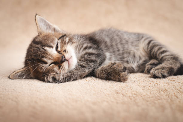 istock Cute kitten tabby color slumbering on beige carpet 1259930171