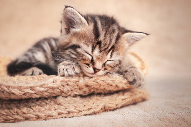 istock Tabby kitten cute sleeping in a wicker basket of wool 1259931825
