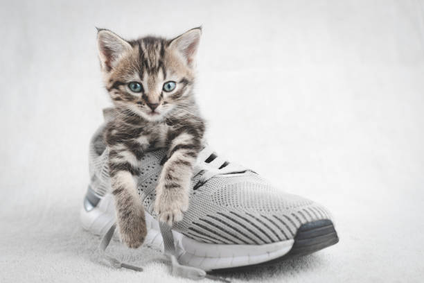Kitten in the shoe