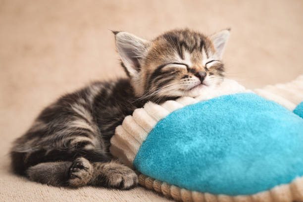 istock Tired kitten sleeping on a blue slipper 1259931847