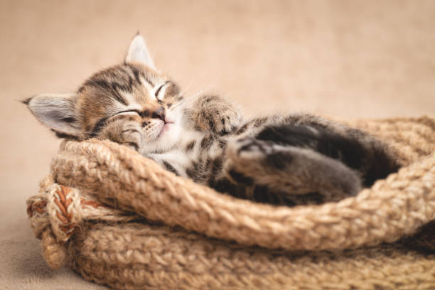 Tabby kitten cute sleeping in a wicker basket