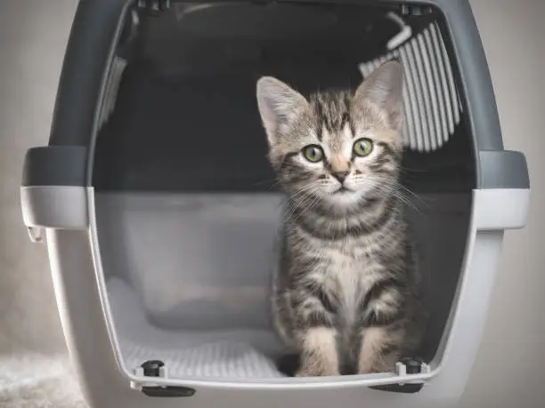 Photo of Tabby kitten in a Pet Travel Carrier