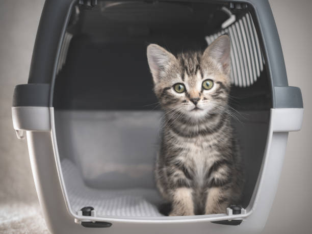 tabby gatinho em um porta-viagens de estimação - caixa para transporte de animal de estimação - fotografias e filmes do acervo
