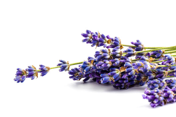istock Lavender flowers isolated on white background. Close up. Space for text 1259935221