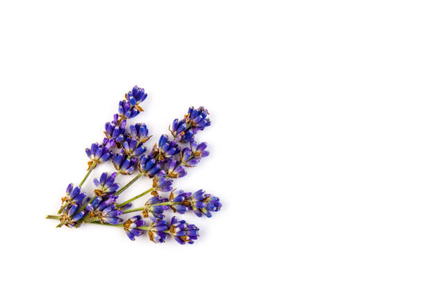 istock Lavender flowers isolated on white background. Close up. Space for text 1259936062