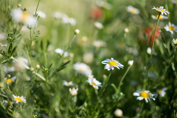 istock Colorful blooming summer meadow 1259936427