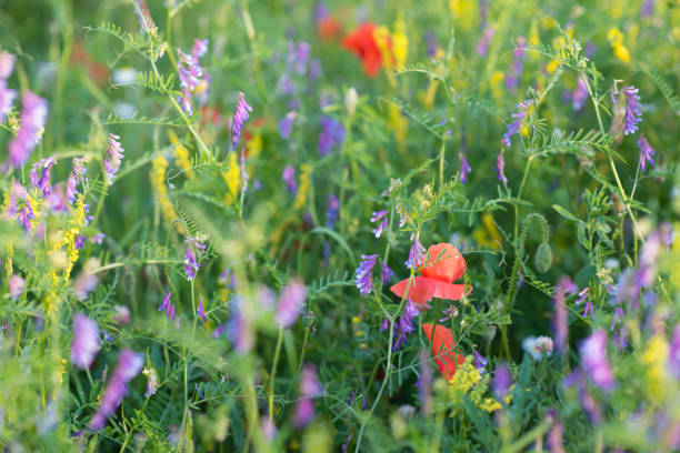 istock Colorful blooming summer meadow 1259936441