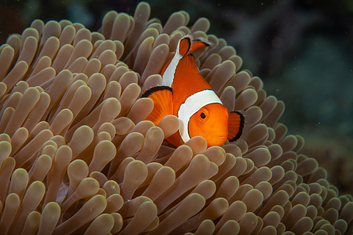 Clownfish anemonefish in tropical saltwater coral garden Amphiprion percula, Nemo