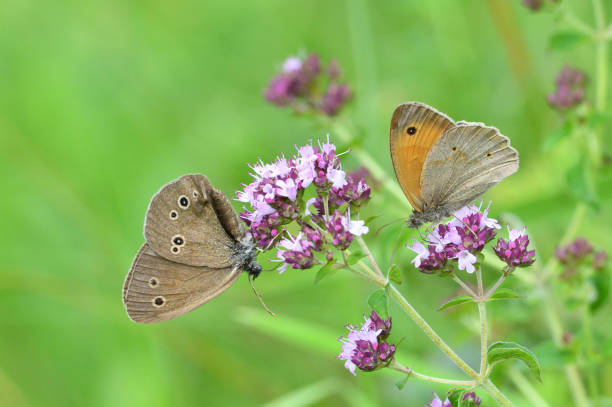 Satyrinae butterfly and bee sitting together on origanum flower stock photo