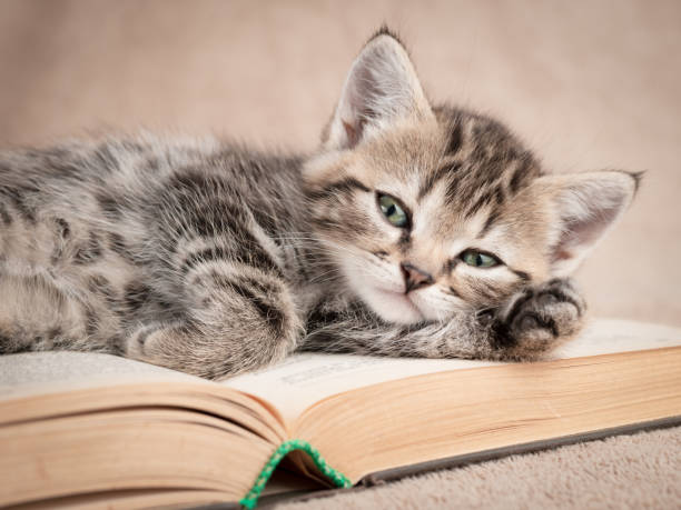 istock A dozing tabby kitten lies on the pages of an open book 1259940071