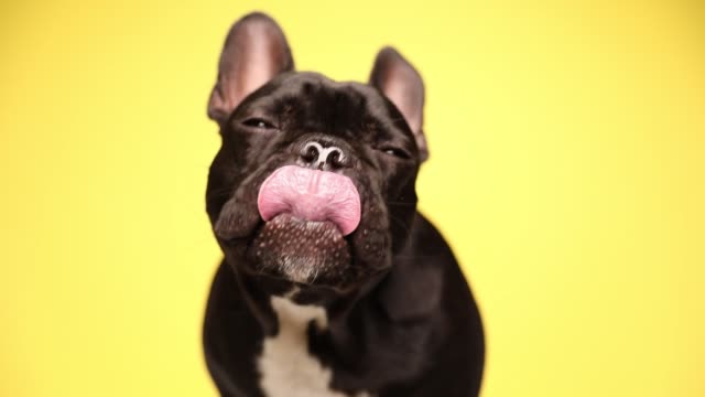 cute french bulldog dog looking at camera, licking his mouth, sitting, bowing his head back on yellow background