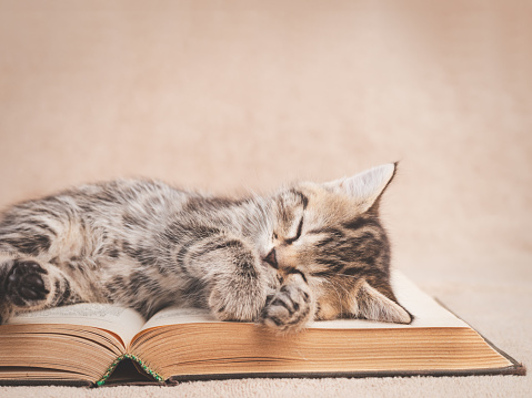 Tabby kitten sleeping on the pages of an open book with copy space.