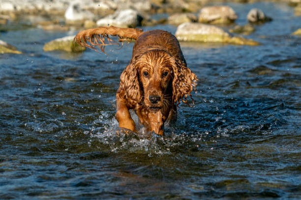 istock happy puppy dog cocker spaniel in the river 1259947731