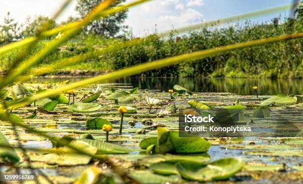 Yellow Water Flower On The Surface Of The Water Stock Photo - Download Image Now - UK, Swamp, Algae