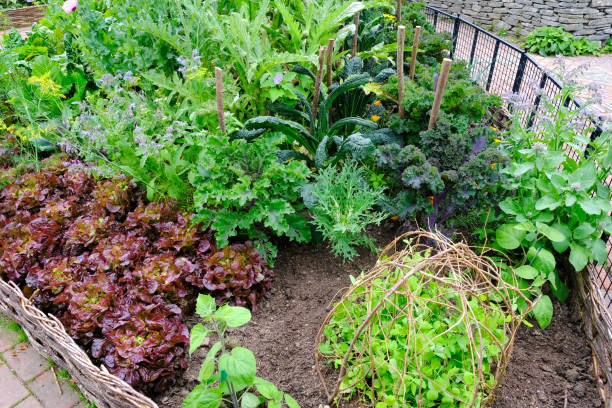 Vegetable Garden Small vegetable garden with peas, lettuce, artichokes, kale, borage and cavolo nero artichoke vegetable garden gardening english culture stock pictures, royalty-free photos & images