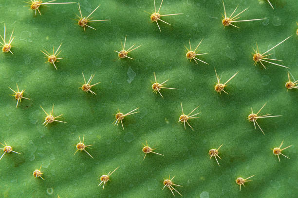 istock detail on a leaf Opuntia Cactus, background 1259962776