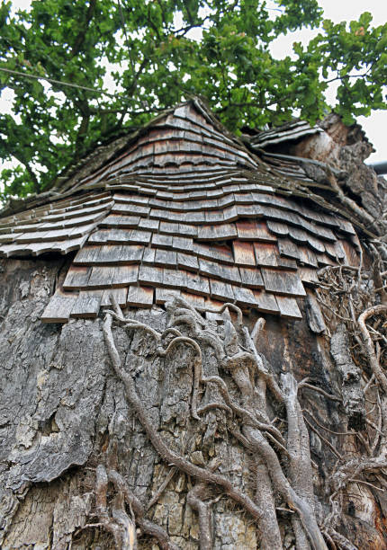 Allouville-Bellefosse, France: Tree trunk of a thousand-year-old oak tree, home of two little chapels