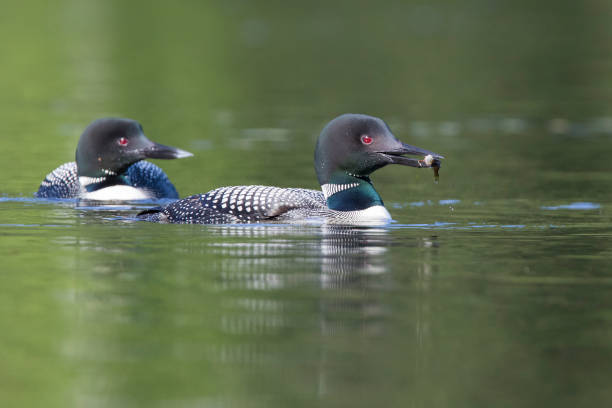 common loon with baby common loon or great northern diver (Gavia immer) with baby loon bird stock pictures, royalty-free photos & images