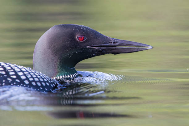 istock common loon in summer, Quebec, Canada 1259967374