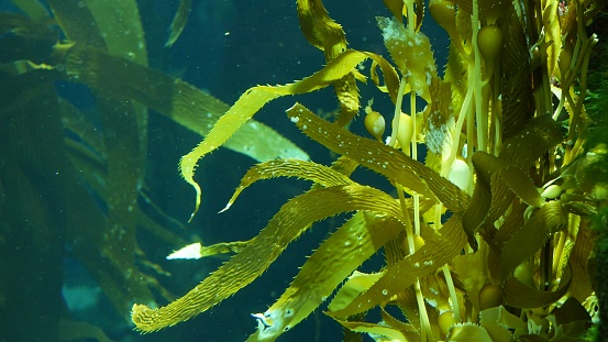 Sea weeds green on the ocean floor off the coast of Brittany, France during a beautiful summer day.