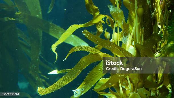Light Rays Filter Through A Giant Kelp Forest Macrocystis Pyrifera Diving Aquarium And Marine Concept Underwater Close Up Of Swaying Seaweed Leaves Sunlight Pierces Vibrant Exotic Ocean Plants Stock Photo - Download Image Now