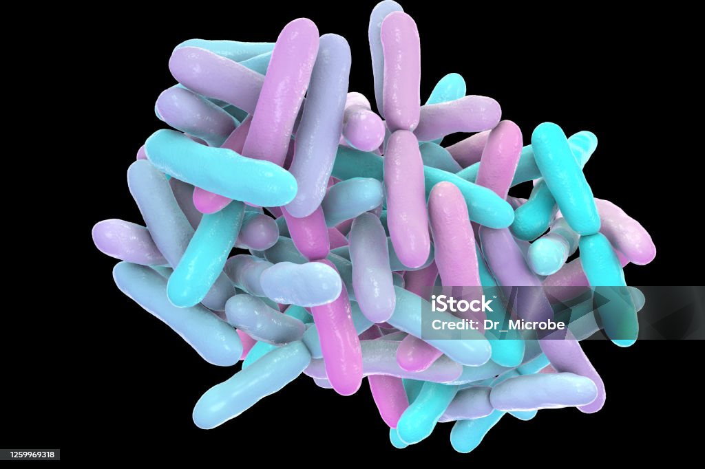 Bacteria Bifidobacterium, normal flora of human intestine Bacteria Bifidobacterium, gram-positive anaerobic rod-shaped bacteria which are part of normal flora of human intestine are used as probiotics and in yoghurt production. 3D illustration Bifidobacterium Stock Photo