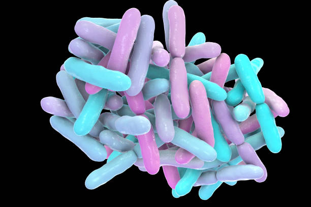 Bacteria Bifidobacterium, normal flora of human intestine Bacteria Bifidobacterium, gram-positive anaerobic rod-shaped bacteria which are part of normal flora of human intestine are used as probiotics and in yoghurt production. 3D illustration bifidobacterium stock pictures, royalty-free photos & images