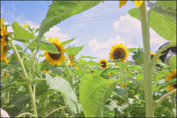 istock Full of SUNflowers part 2 1259973047