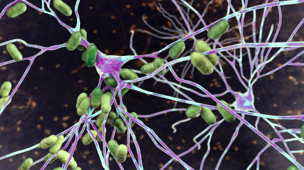 batteri che infettano i neuroni - listeria foto e immagini stock
