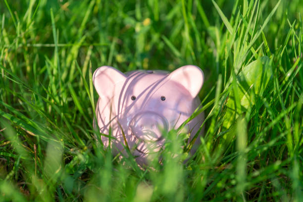 il salvadanaio rosa dolce giace comodamente nell'erba del sole della sera - comfortably foto e immagini stock