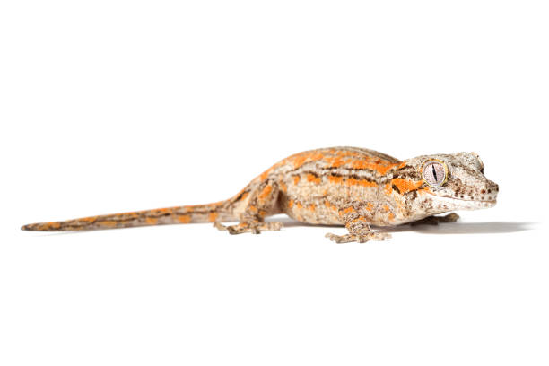 istock Orange striped gargoyle gecko 1259985882