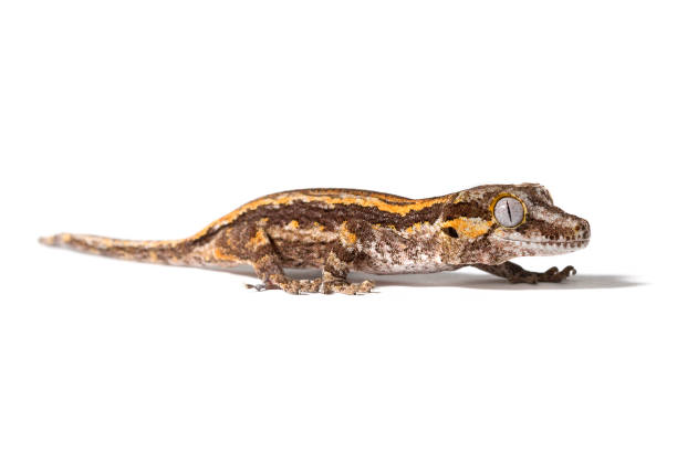 istock Brown striped Gargoyle gecko 1259985890