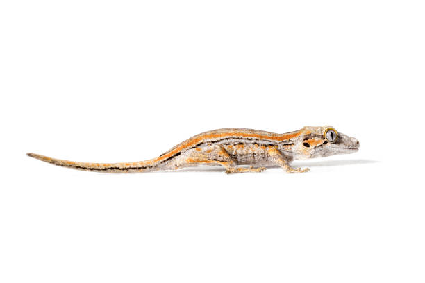 istock Orange striped gargoyle gecko 1259985897