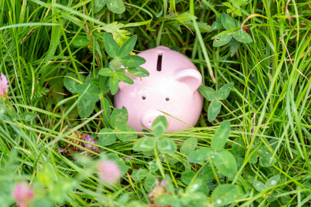 istock Piggy bank is hidden in clover grass 1259991380