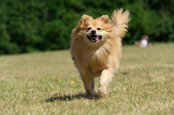 istock Pomeranian running free and happy 1260008660