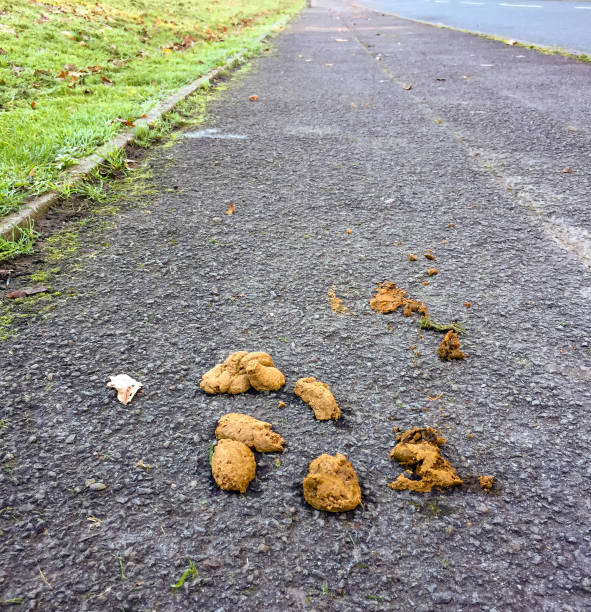 istock Dog faeces on a pavement in a residential area 1260015099