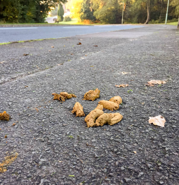 istock Dog faeces on a pavement in a residential area 1260015103