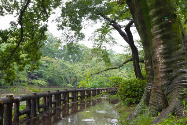 istock Natural landscapes, big trees and puddles 1260019550
