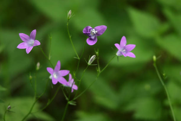 istock delicate lilac flowers in summer greenery 1260022847