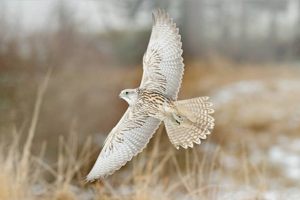 gyrfalcon, falco rusticolus, aves de rapina voam. voando pássaro raro com cabeça branca. floresta no inverno frio, animal no habitat da natureza, rússia. a cena da vida selvagem forma a natureza. falcão acima das árvores. - lanner falcon - fotografias e filmes do acervo